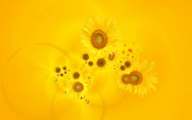 811_bright_yellow_sunflowers-t1.jpg