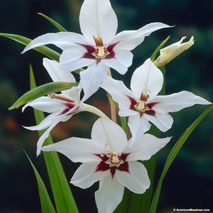 peacock-orchid-gladiolus-acidanthera.jpg