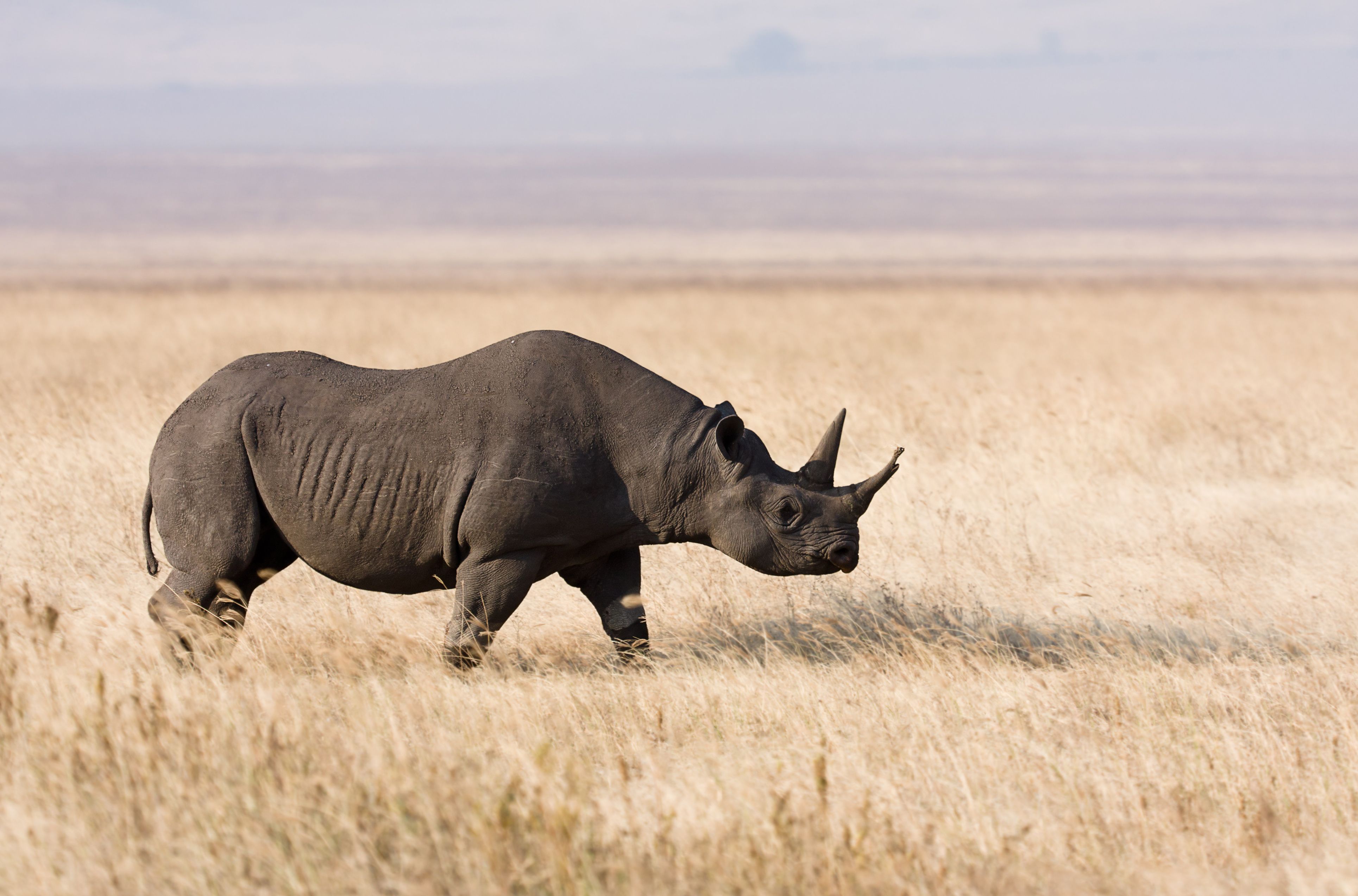 Black Rhino.jpg