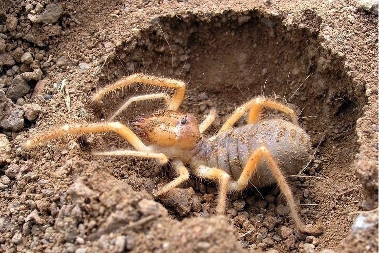 Паук таджикистан фаланга фото