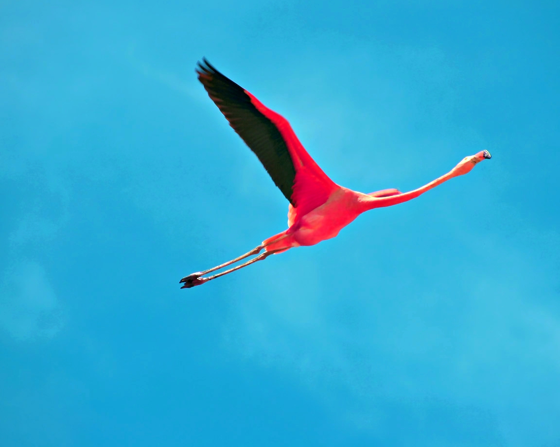 LAO_Flamingos_03.jpg