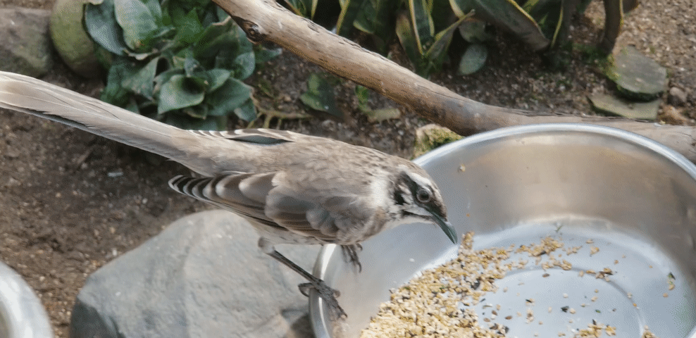 20180321_153753_00.gif
