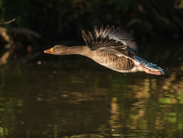 geese-348076__480.jpg