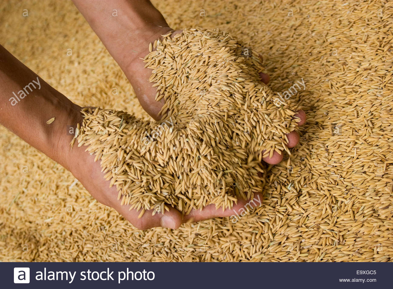agriculture-a-farmers-hands-holding-freshly-harvested-rice-uruguay-E9XGC5.jpg