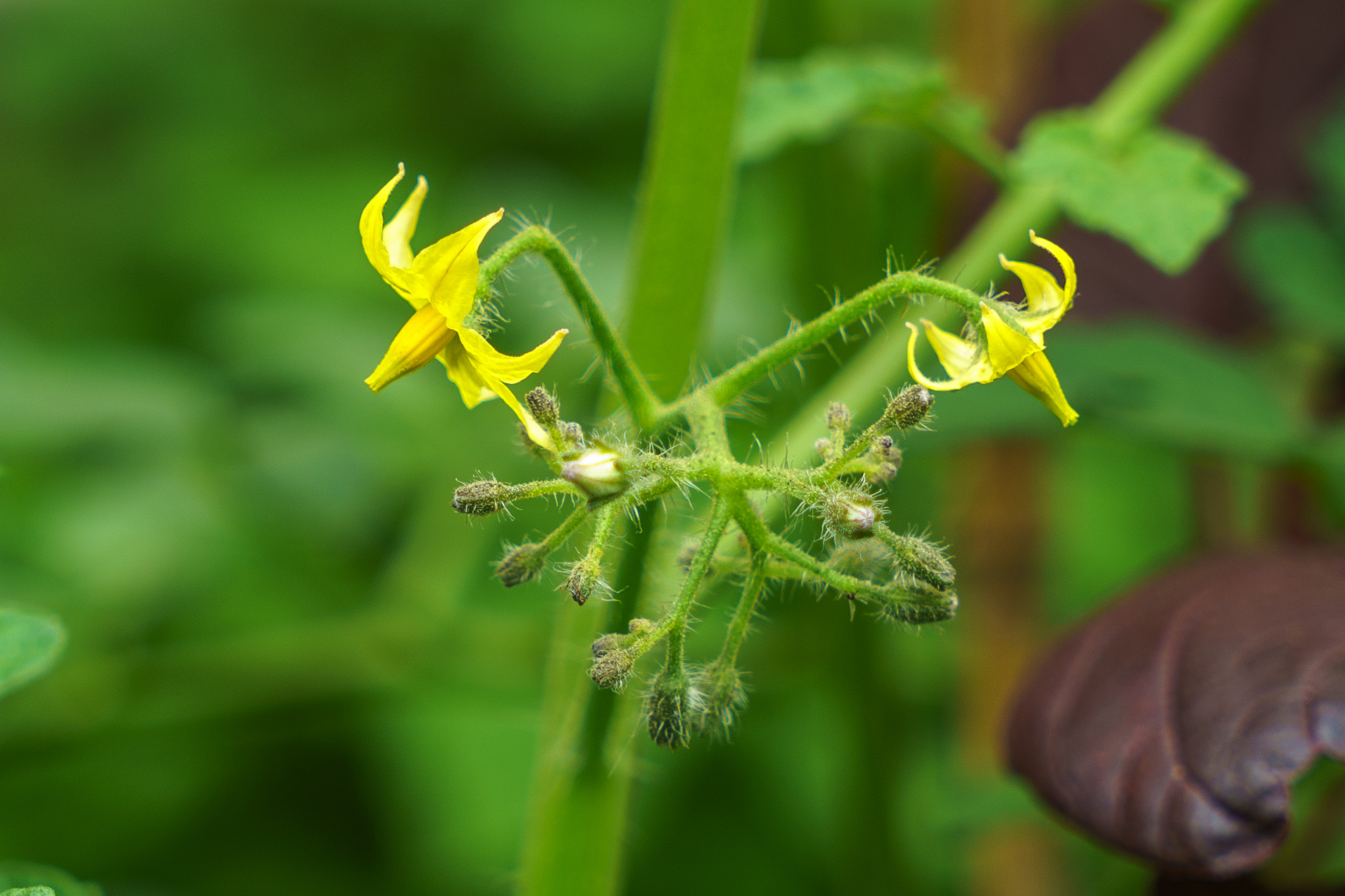 tomato-flower_34841819900_o.jpg