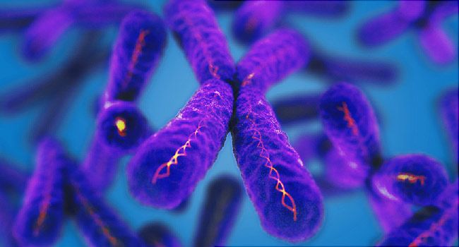 telomeres webmd.jpg