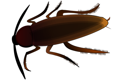 insect-3089157__340.png