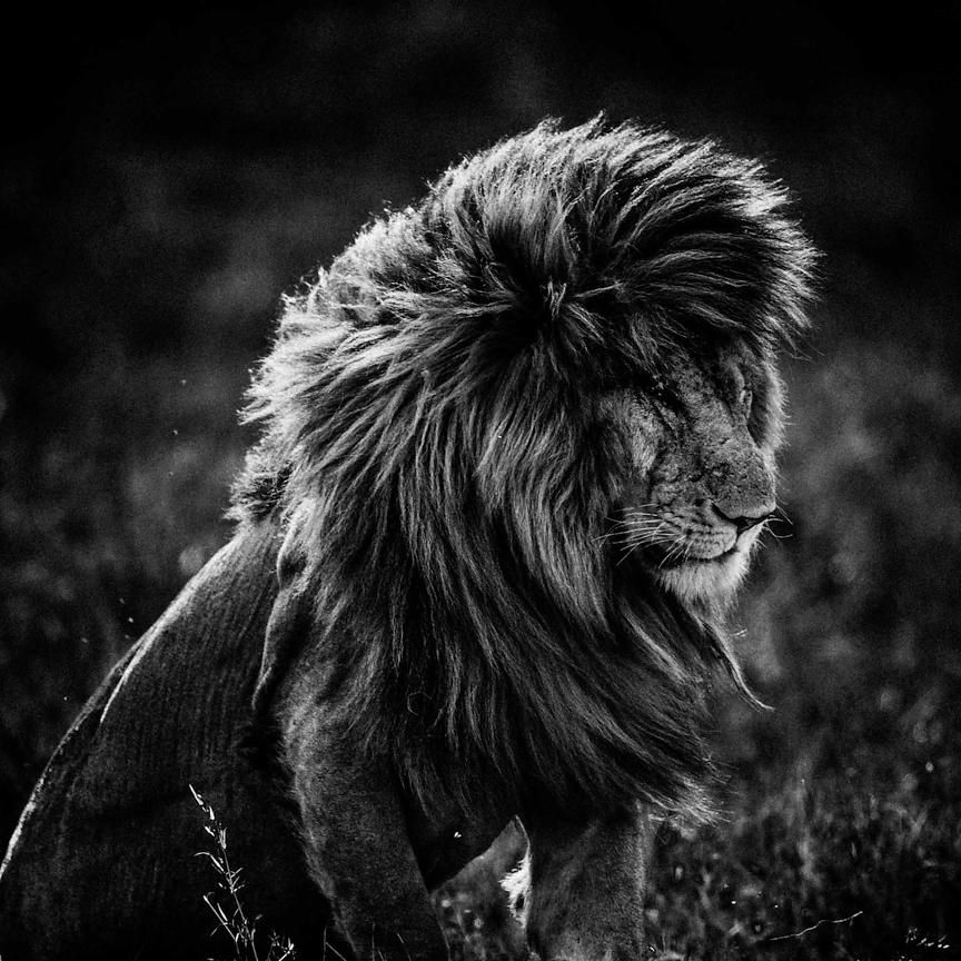 4253-Lion_in_the_wind_4_Kenya_2013_Laurent_Baheux_xgaplus.jpg