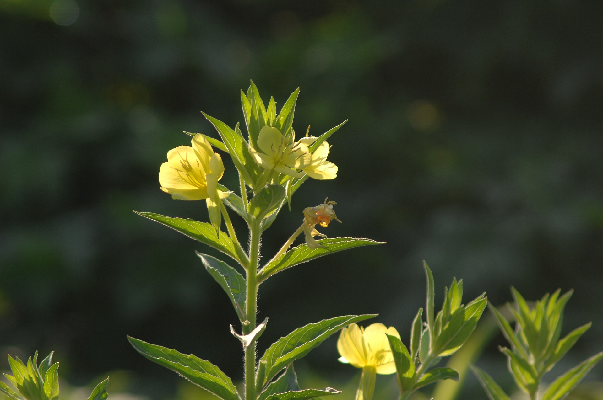 Примула вечерняя. Примула вечерняя (энотера). Oenothera biennis Oil. Примула вечерняя фотостабильность. Примула вечерняя Россия.