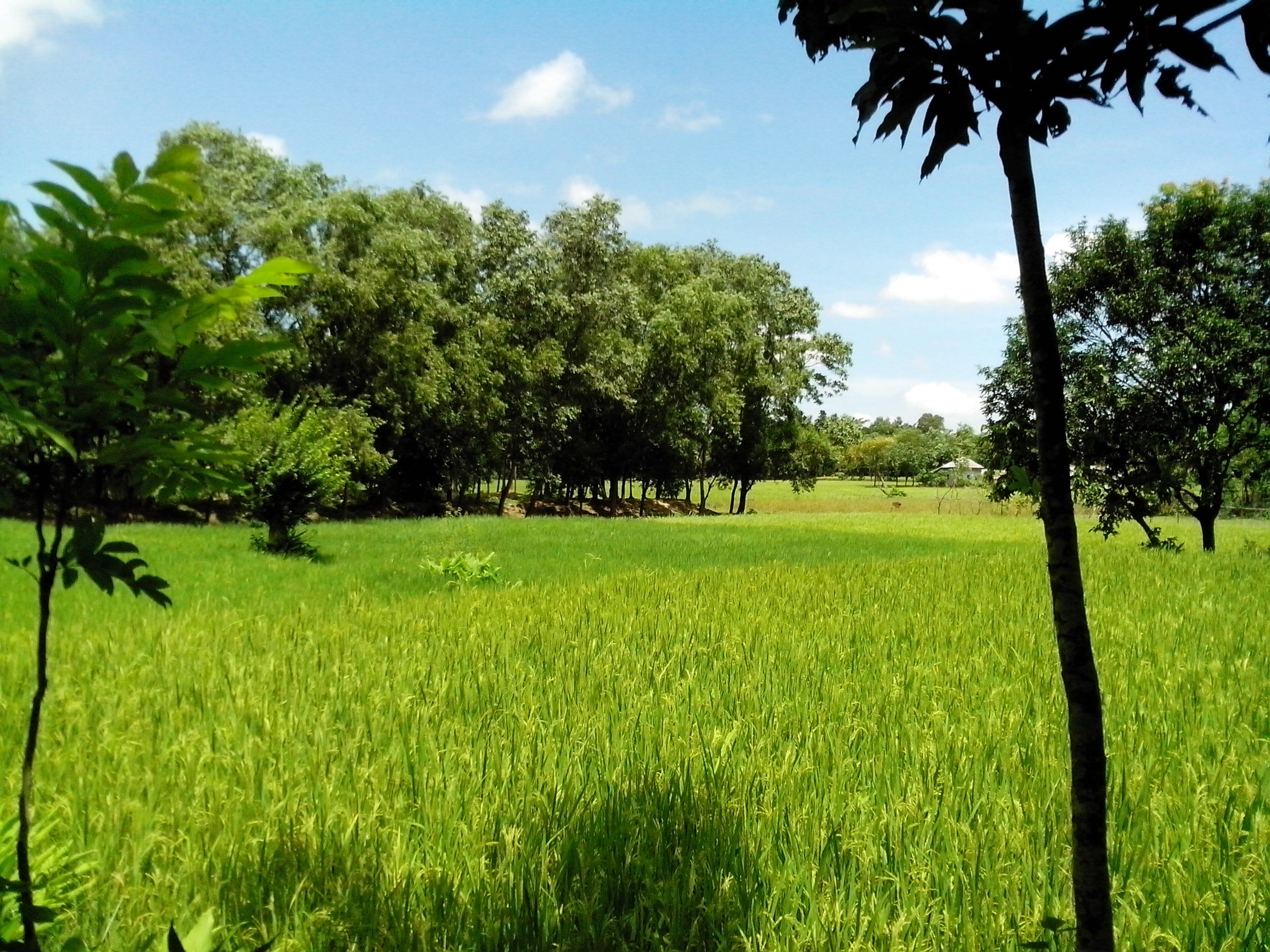 Beauty_of_nature_-_blue_sky_and_green_field.jpg