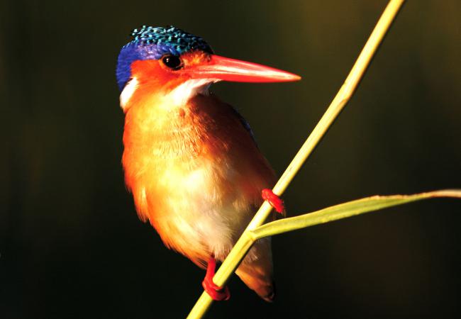 okavango birds.jpg