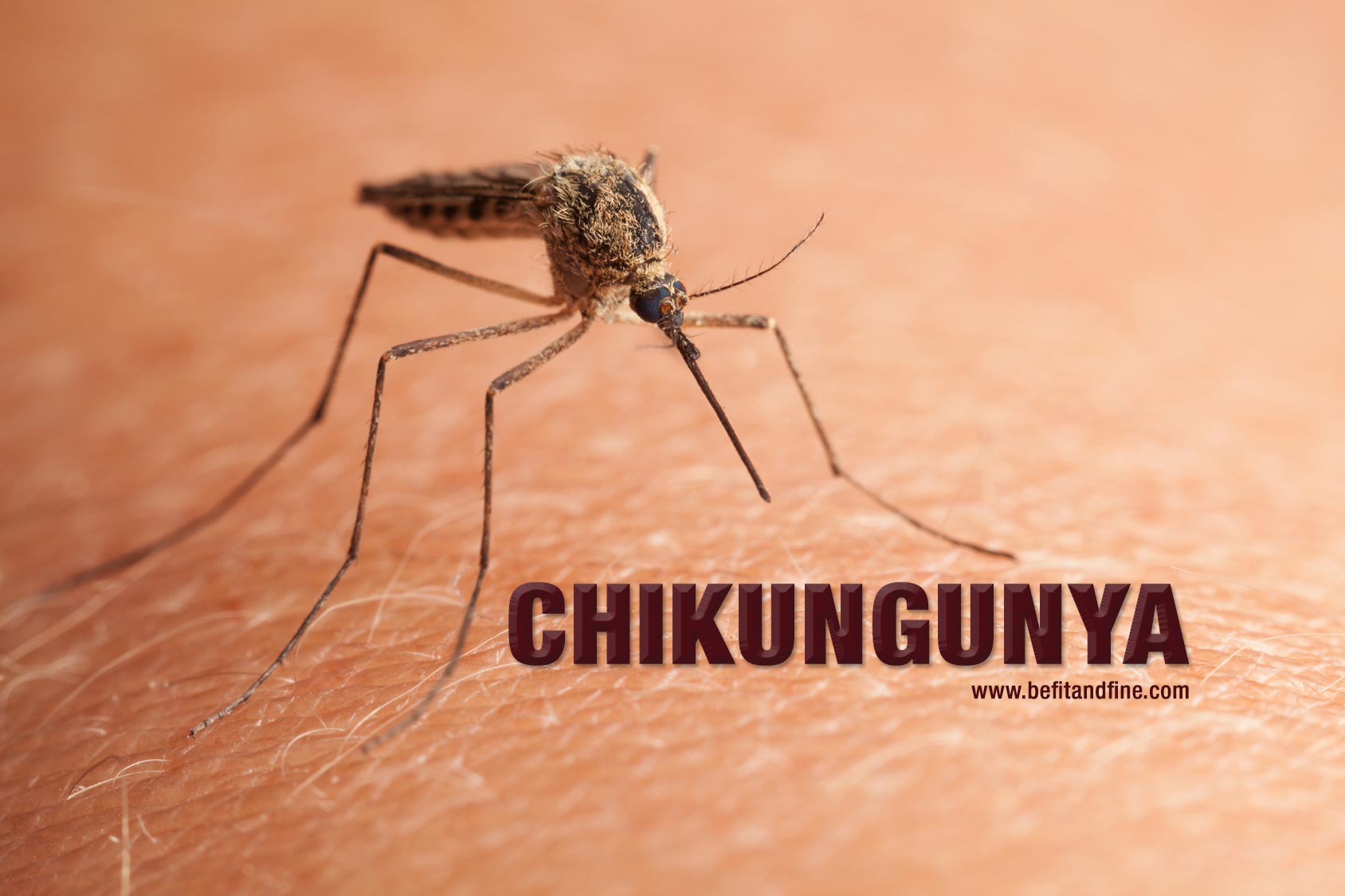 chikungunya.jpg