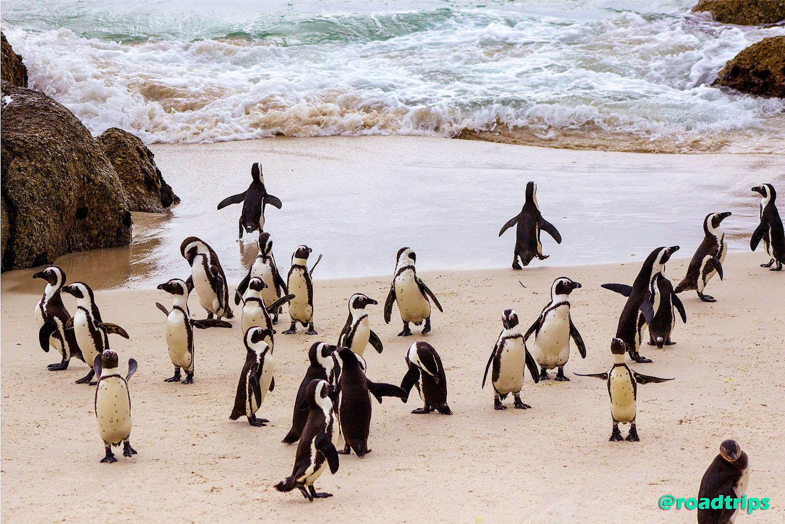 Penguins-at-Simon's-Town3.jpg