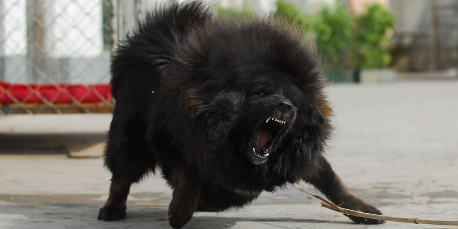 Tibetan-Mastiff-2.jpg