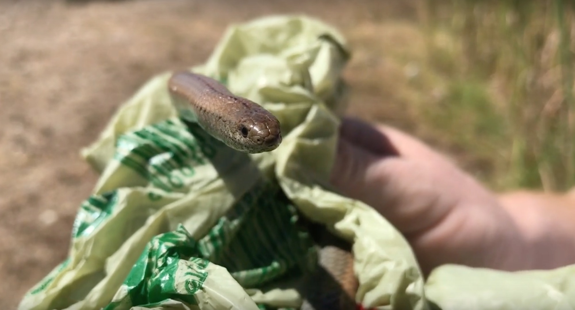 20170121-common-slug-eater-rescued-near-uitzicht-durbanville-western-cape.jpg