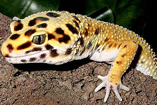 leopard-gecko-yellow.jpg