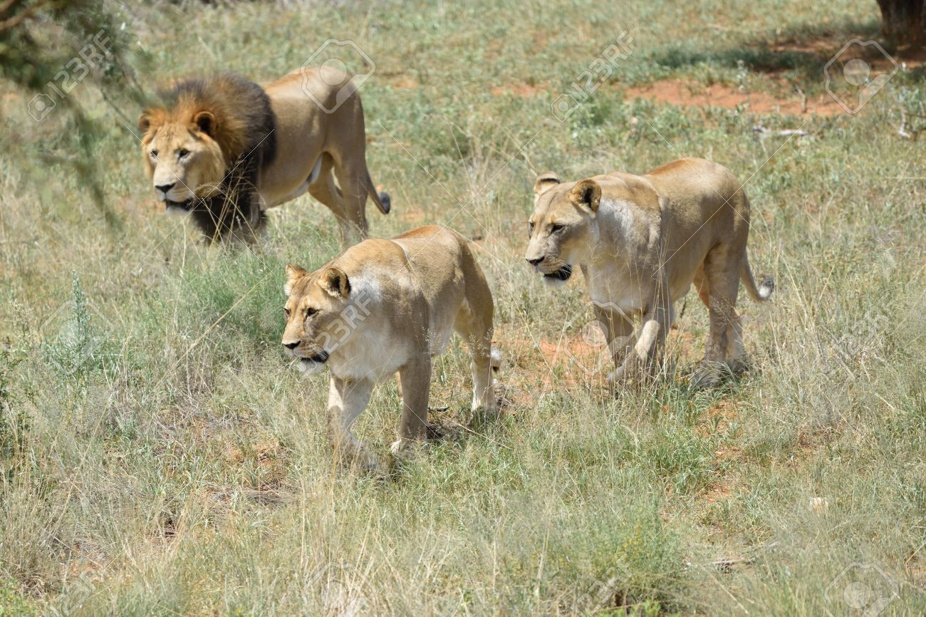 62432128-manada-de-leones-en-la-caza-león-y-leona-dos-en-el-arbusto-de-África-namibia.jpg