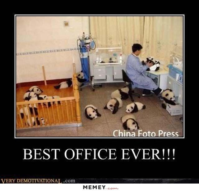 Too Many Cute Baby Pandas Steemit