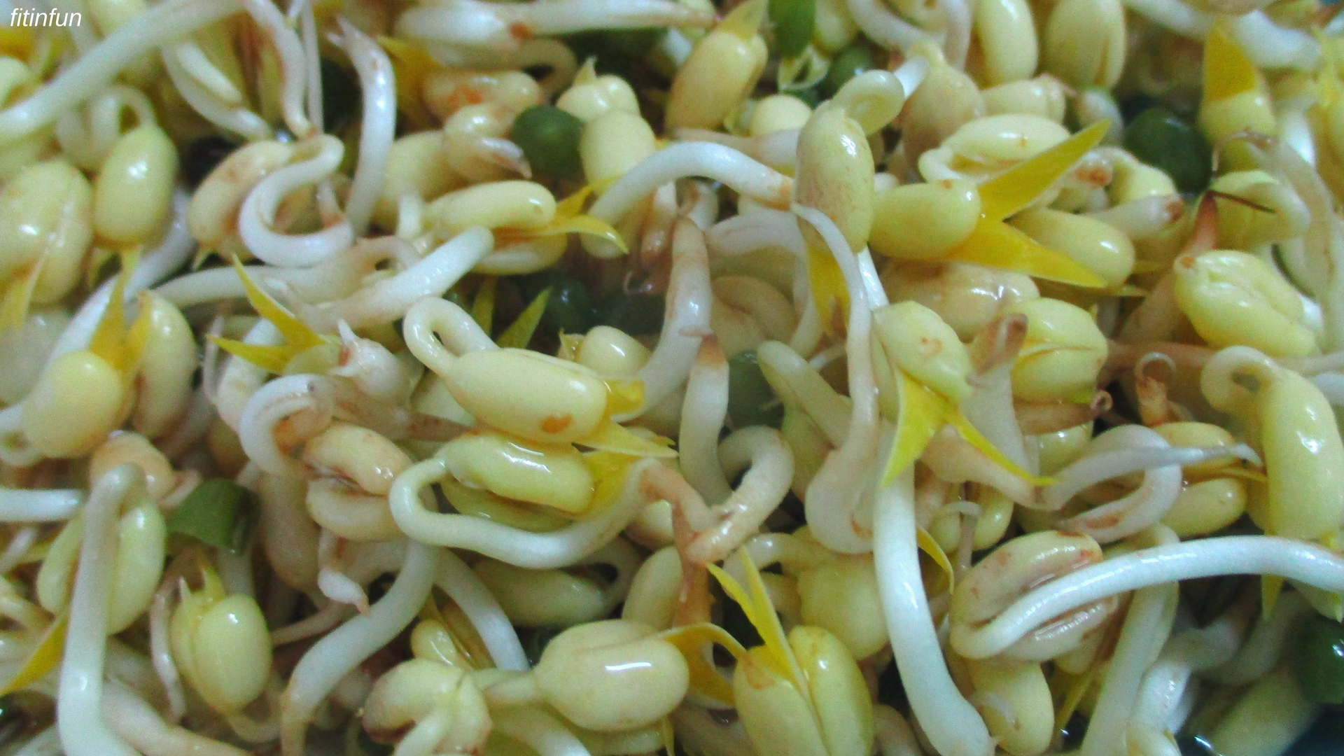 Sprouting Mung Beans after four days macro photography fitinfun.jpg