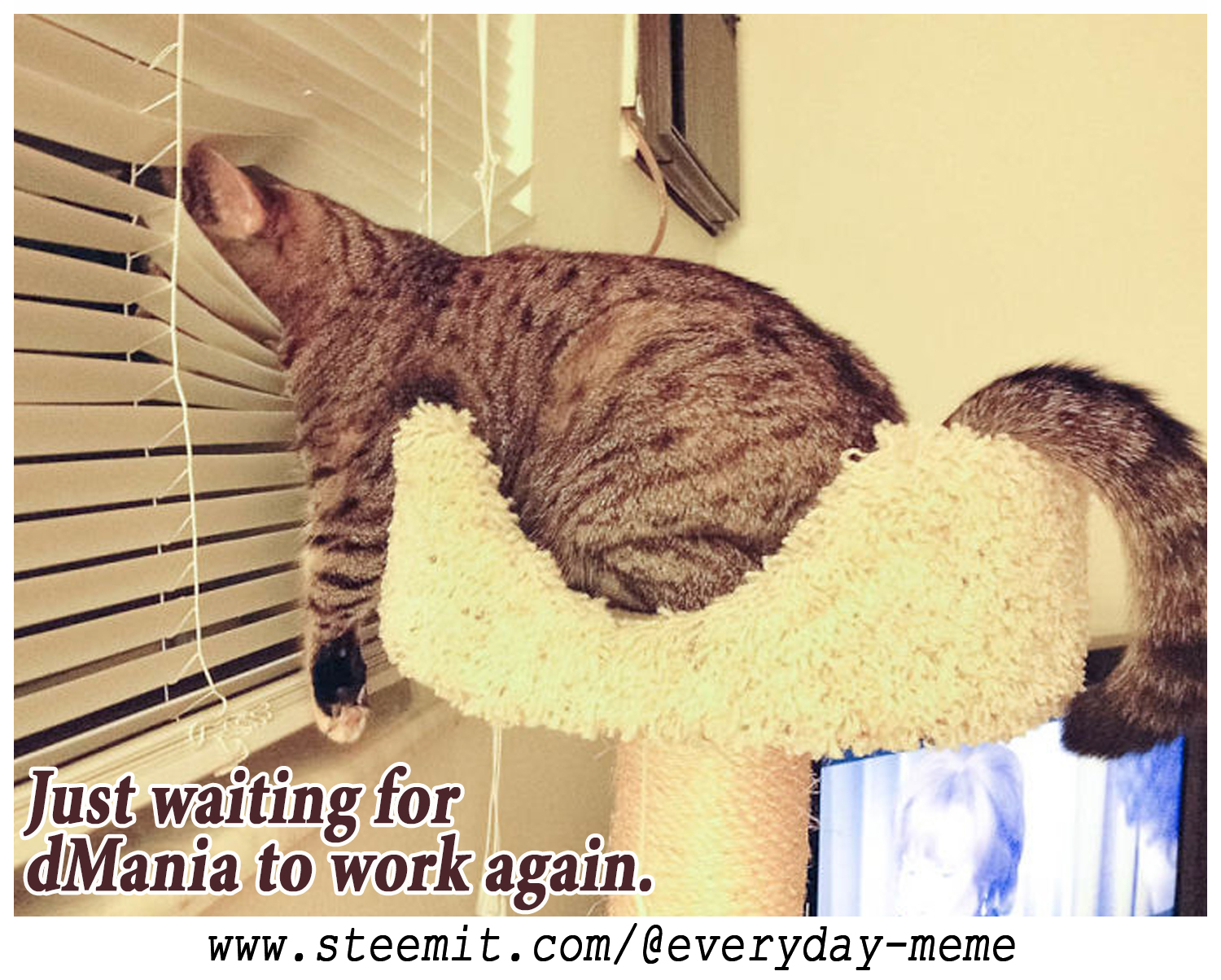 waiting cat-1.jpg