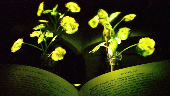 _99522657_mit-glowing-plants_0.jpg