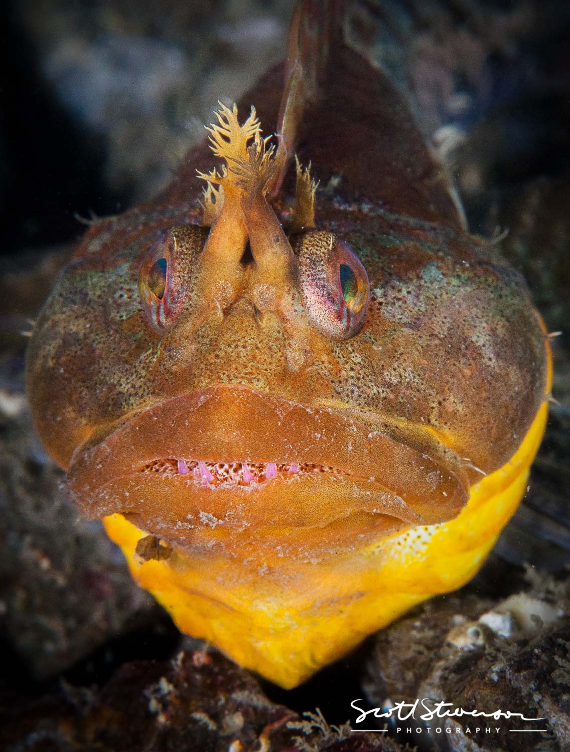 Scalyhead Sculpin-1.jpg