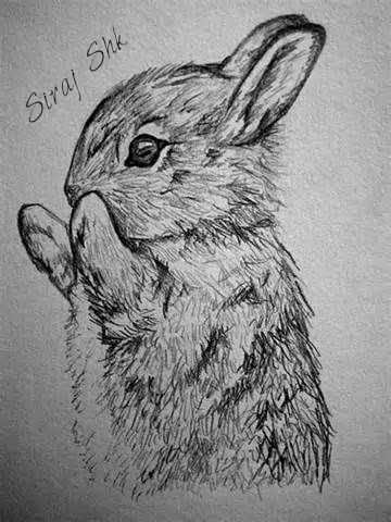 4c2fd6780460f253511a44dfc149348a--rabbit-drawing-rabbit-art.jpg