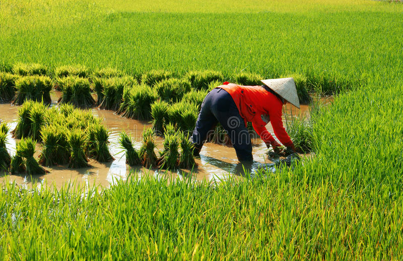 vietnamese-farmer-work-rice-field-buon-me-thuot-vietnam-feb-woman-working-plantation-green-paddy-mud-full-water-people-40655560.jpg