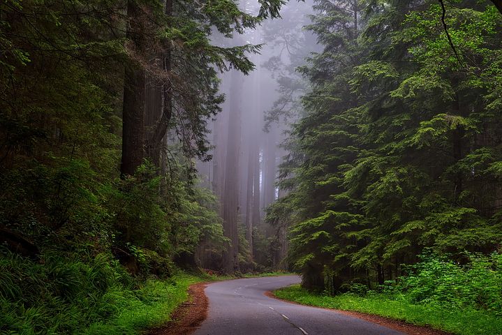 redwood-national-park-1587301__480.jpg