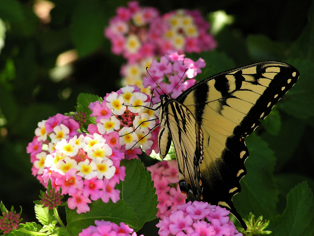 Butterfly-on-Lantana-Tesselaar.jpg