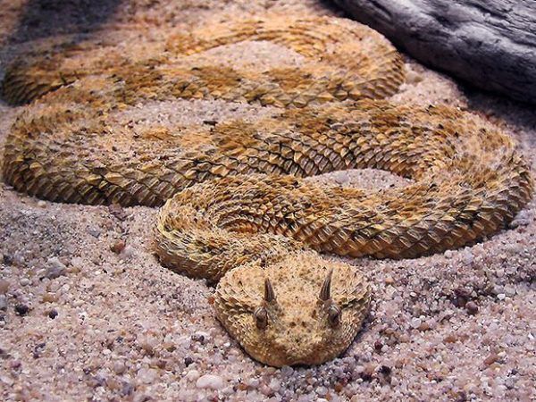 7.-Horned-Desert-Viper.jpg