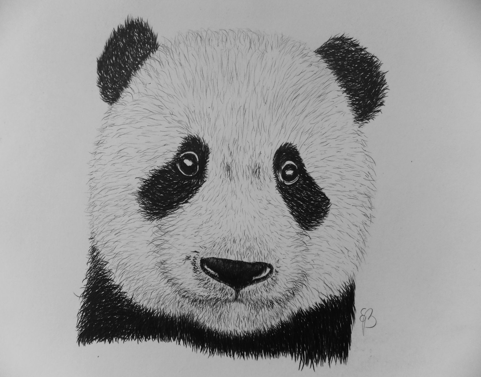 Pandas Drawing From Behind Stock Illustration - Download Image Now - Panda  - Animal, Love - Emotion, Two Animals - iStock