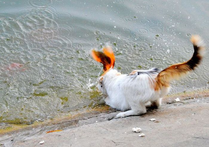 cat-catches-a-huge-goldfish-for-dinner-3.jpg