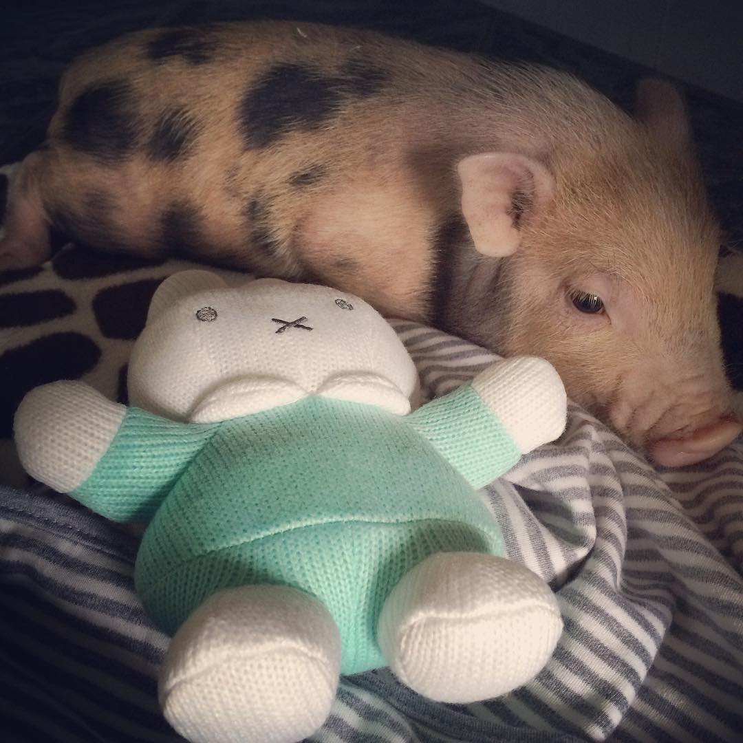 Baby pig Pablo