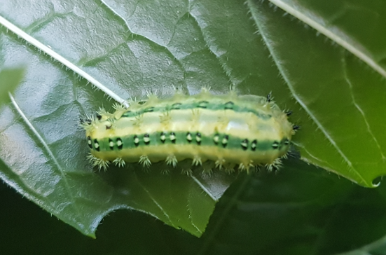 Stinging Slug Caterpillars from South Africa: Latoia vivida - Prickly  Little Critter — Steemit