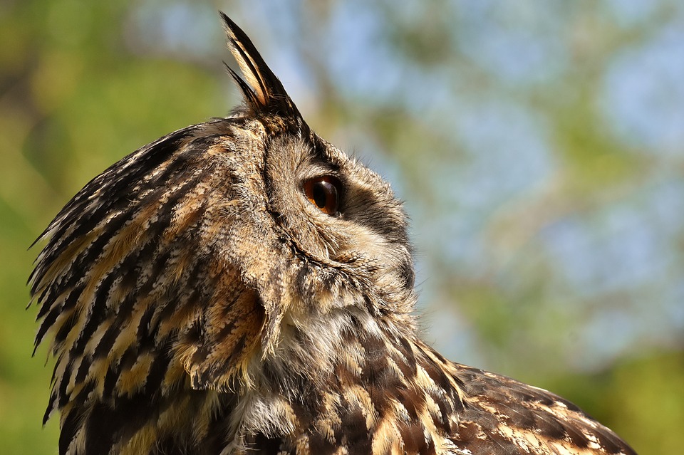 owl-3341002_960_720.jpg