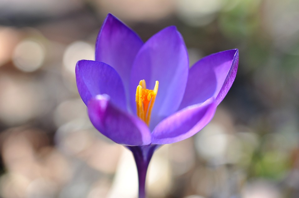 crocus-696367_960_720.jpg