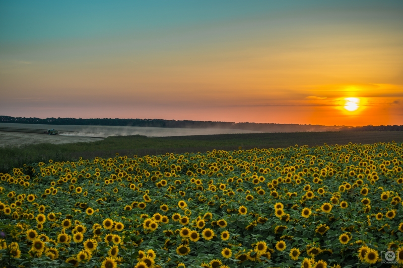 Sunflowers_at_Sunset_Background-396.jpg