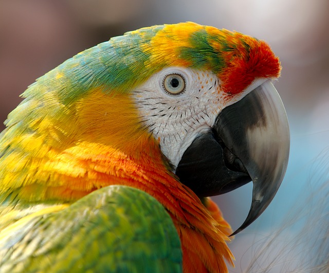 macaw-943228_640.jpg