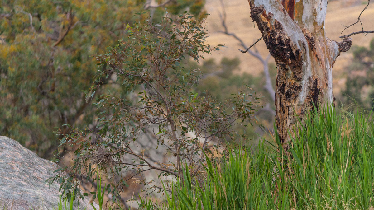 Mannum_Falls (6).jpg