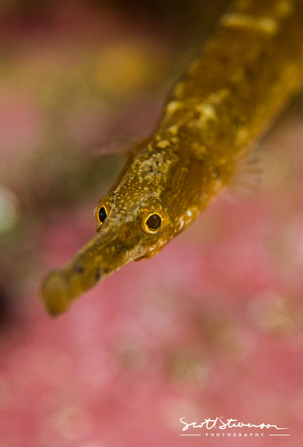 Bay Pipefish-2.jpg