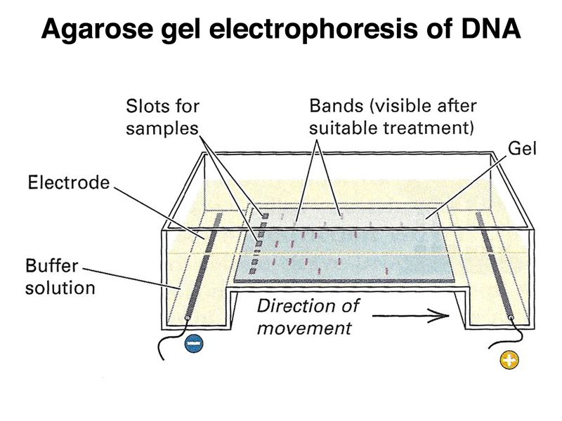 My S Ttiest Method 3 Improvisation Of Agarose Gel Electrophoresis Steemit