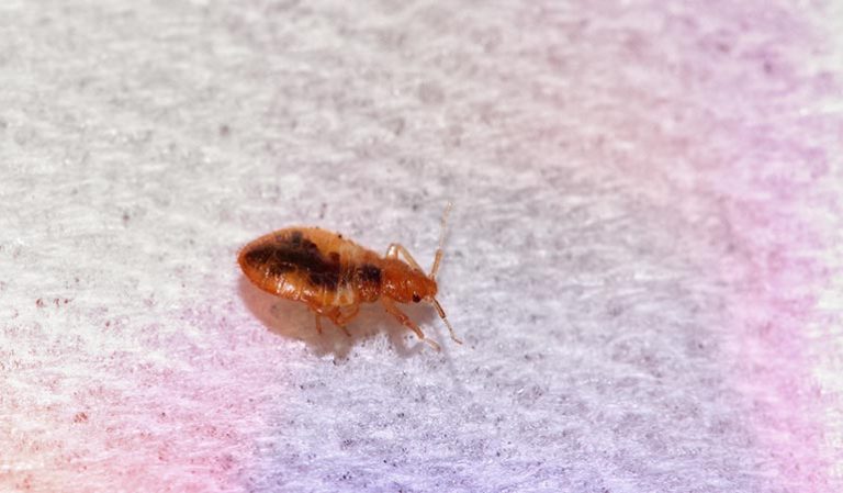 1-What-Are-Bed-Bugs-And-Where-Are-They-Found-768x449.jpg