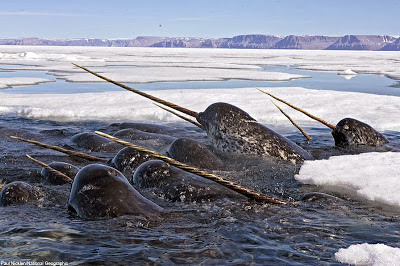 Narwhal.jpg