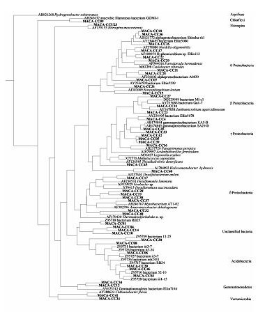 CC Sediments phylogenetic tree.jpg