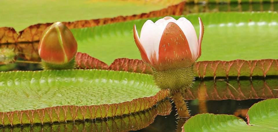 water-lily-1544885_960_720.jpg