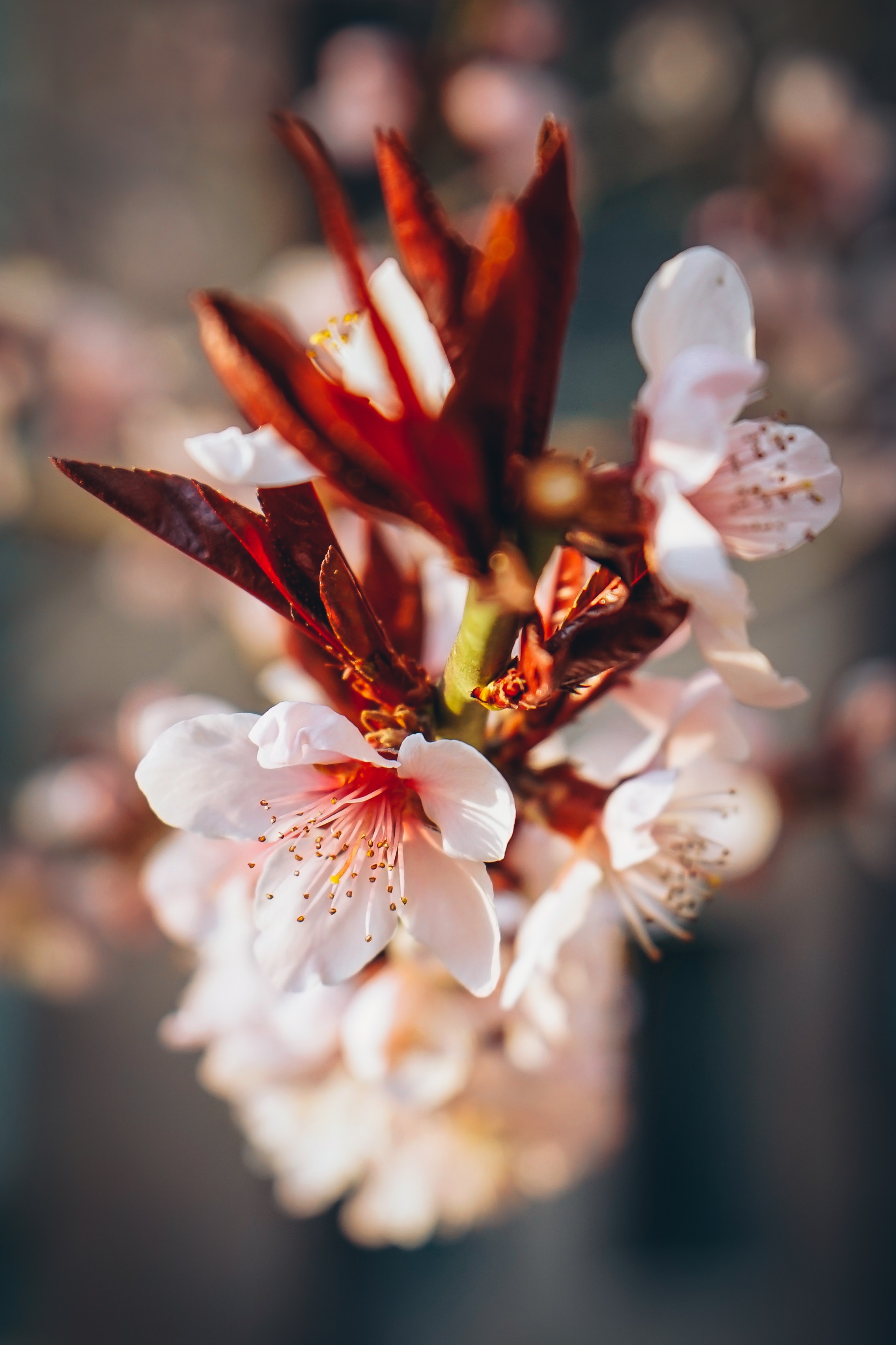 Plum Blossom by Beijing Photographer, Lisheng Chang on Unsplash