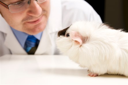 guinea pig and researcher_121253367_444x296.jpg