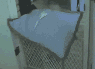 74766_812785_668730.jpg.gif