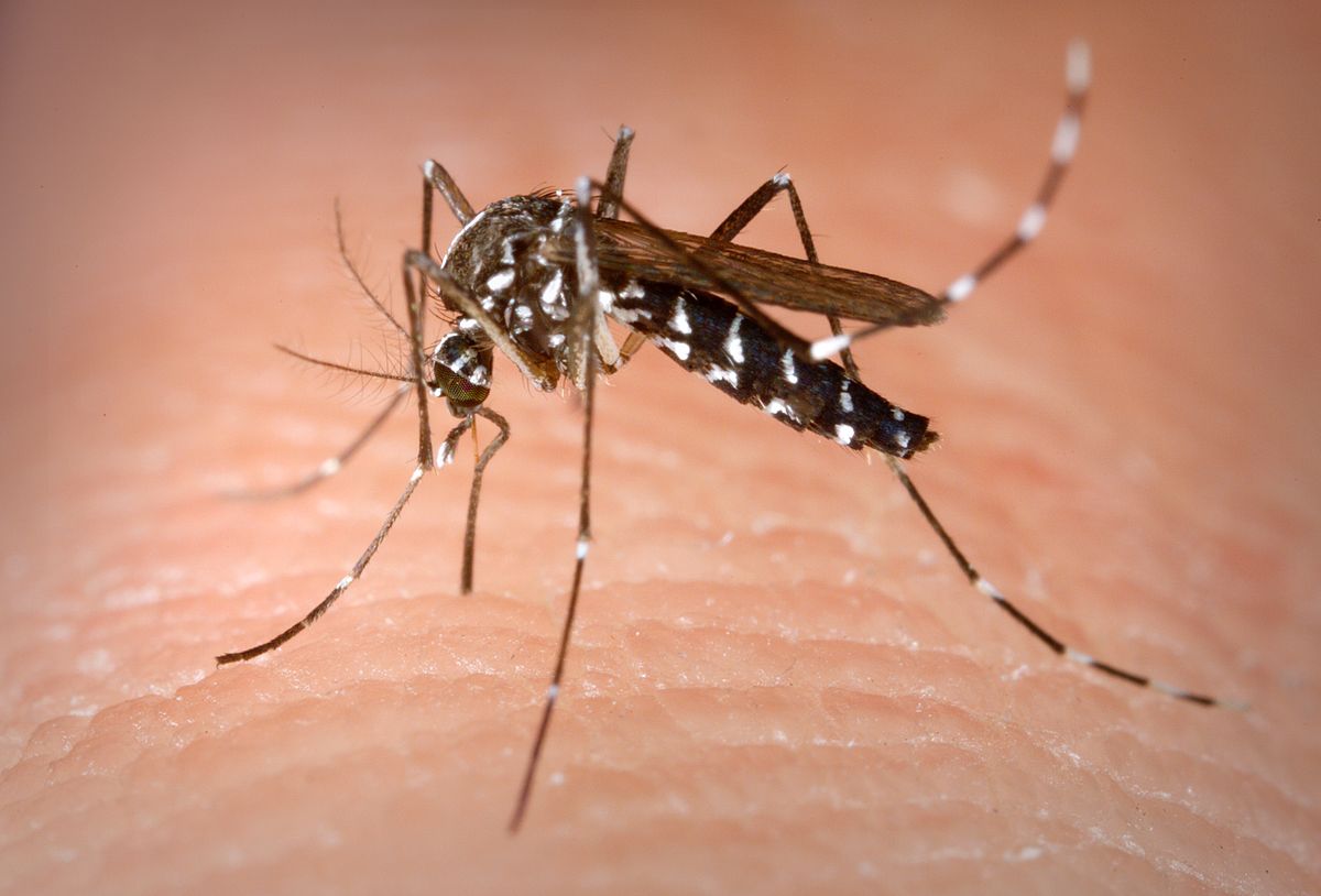1200px-Aedes_Albopictus.jpg